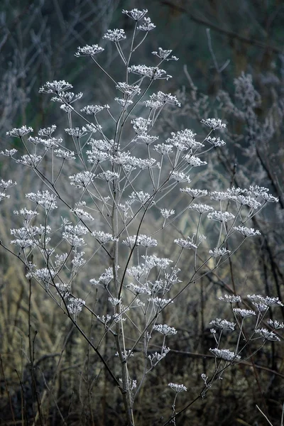 Gräs. Frost. Vinter — Stockfoto