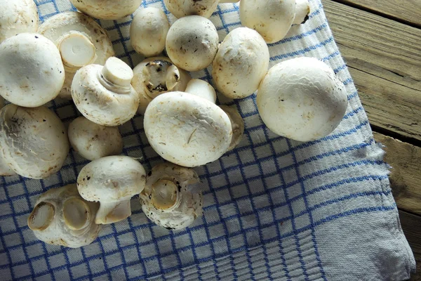 Pilze auf einer Serviette. — Stockfoto