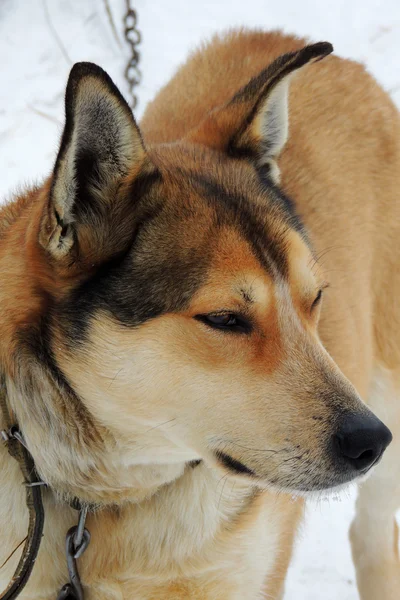 Haustier. Hund. Schnee. Nahaufnahme — Stockfoto