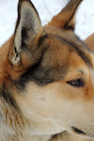 Haustier. Hund. Schnee. Nahaufnahme — Stockfoto