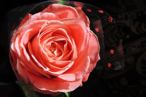 Rosa rosa, de cerca — Foto de Stock