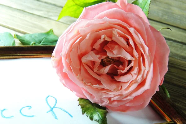 Rosa rosa, de cerca — Foto de Stock