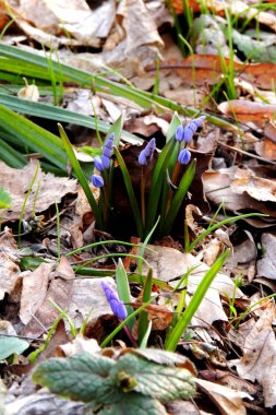 Bahar çiçekleri. Kardelen