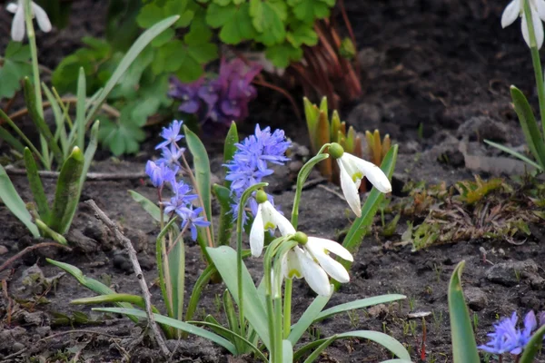 Flores da Primavera. Gota de neve — Fotografia de Stock