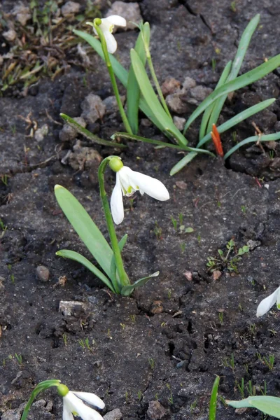 Fleurs printanières. Déneigement — Photo