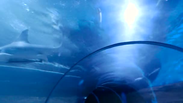 Cápa az akváriumban. 4 k felbontás — Stock videók