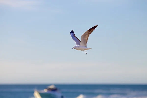 Mouette unijambiste volant — Photo