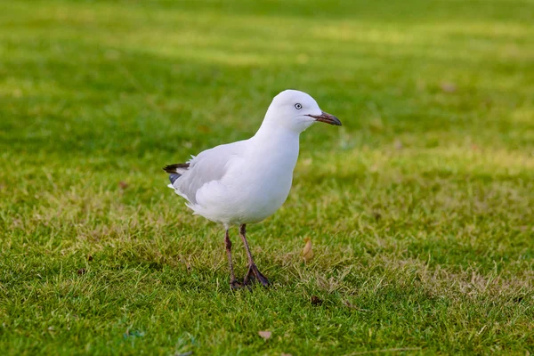 Mouette blanche sur l'herbe — Photo