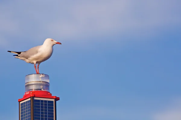 Mouette blanche sur une pile — Photo