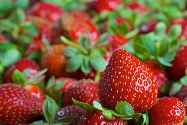 Rote reife frische Erdbeeren — Stockfoto