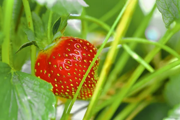 Strawberries growing on a plant close up — Stock Photo, Image