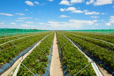 Mavi bulutlu gökyüzü ile çilek alan