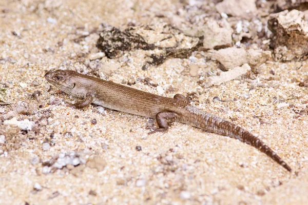 在西澳大利亚海滩上的蜥蜴 — 图库照片