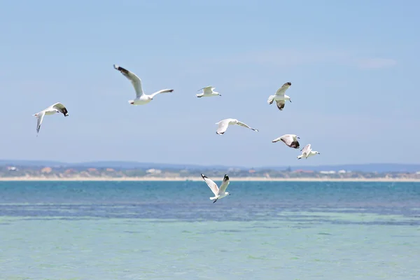 Mouettes volant dans le ciel bleu au-dessus de l'océan — Photo