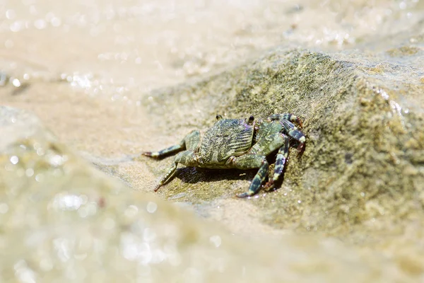 小さなカニが海岸の岩の上の水に行く — ストック写真