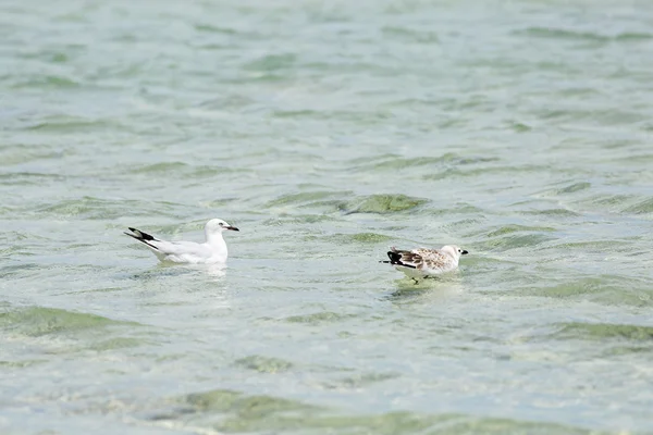 Gaviotas flotando en el agua — Foto de Stock