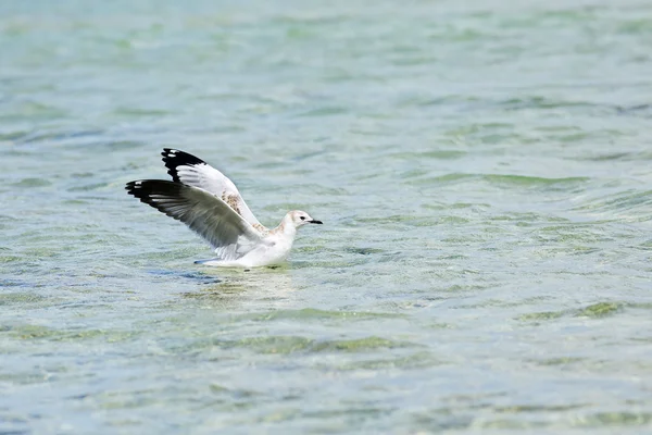 Mouette flottant dans l'eau avec des ailes déployées — Photo