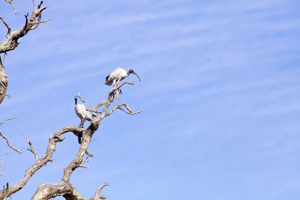 Pájaros sentados en ramas de árboles — Foto de Stock