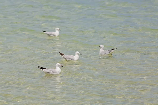 Mouettes flottant dans l'eau — Photo