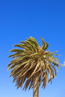 Mavi gökyüzünde palmiye ağacı