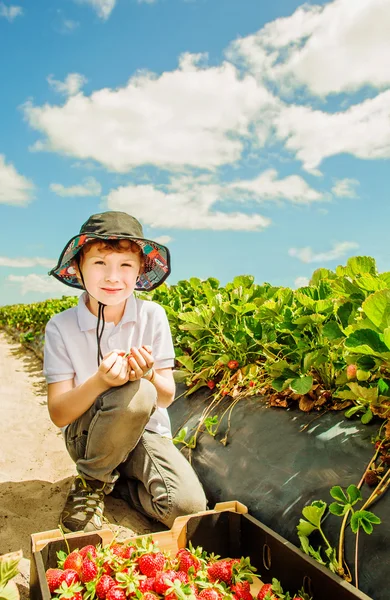Мальчик собирает клубнику на клубничном поле — стоковое фото