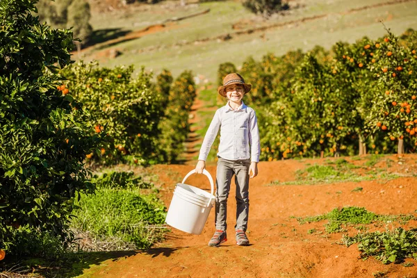 Улыбающийся здоровый мальчик на ферме цитрусовых держит ведро, готовое собирать апельсины, мандарины и лимоны — стоковое фото