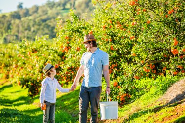 Happy father with his young son visiting citrus farm to pick oranges and mandarins clipart