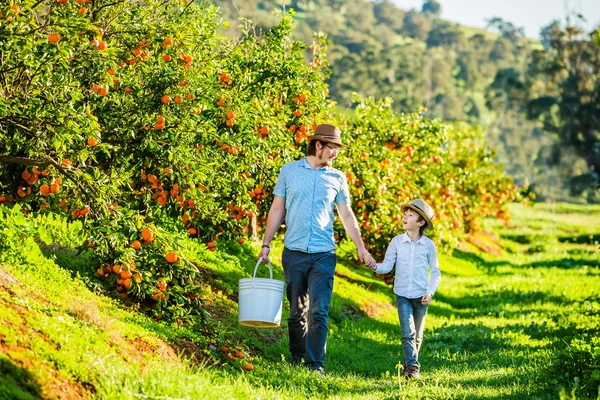 Happy father with his young son visiting citrus farm to pick oranges and mandarins