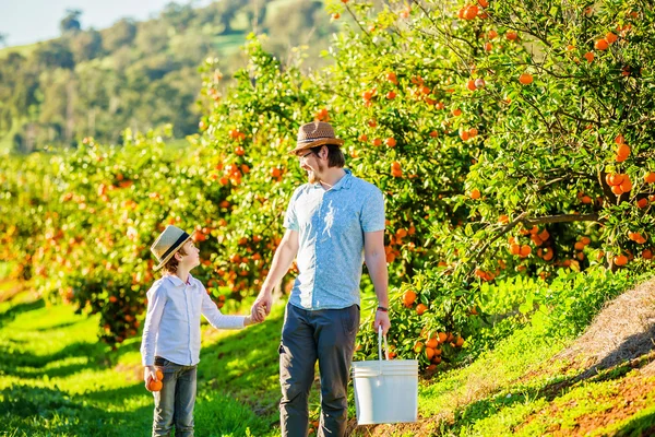 Happy father with his young son visiting citrus farm to pick oranges and mandarins