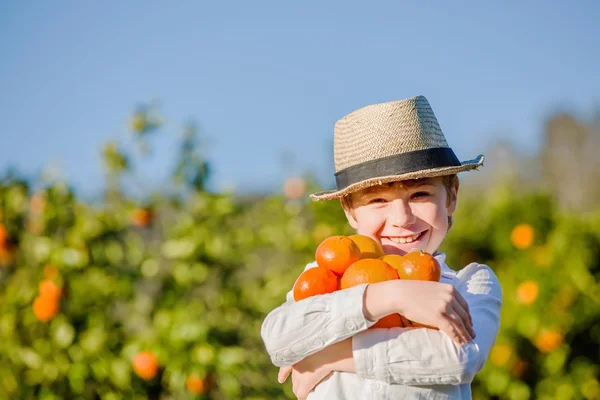 Улыбающийся здоровый мальчик на ферме цитрусовых держит апельсины в руках — стоковое фото