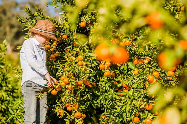 Retrato de atraente bonito menino escolhendo mandarinas na fazenda de citrinos no dia ensolarado de verão — Fotografia de Stock