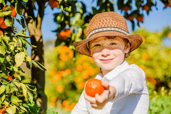 Retrato de atraente bonito menino escolhendo mandarinas na fazenda de citrinos no dia ensolarado de verão — Fotografia de Stock