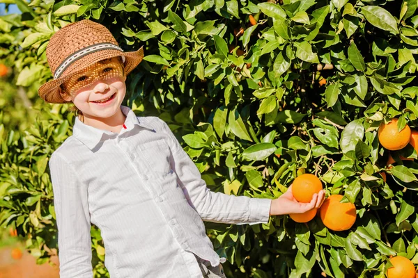 Portre çekici sevimli genç çocuğun mandalina narenciye çiftliğinde güneşli yaz gününde tespit — Stok fotoğraf
