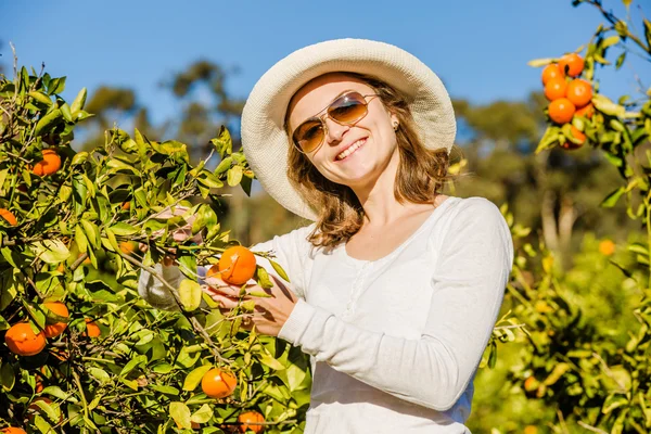 Καυκάσιος κορίτσι συγκομιδής τα μανταρίνια και τα πορτοκάλια σε βιολογικό αγρόκτημα — Φωτογραφία Αρχείου