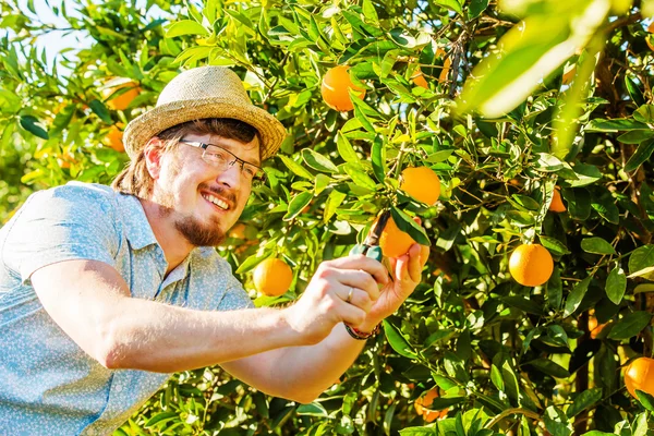 Portakal ve mandalina narenciye çiftliğinde neşeli genç adam hasat