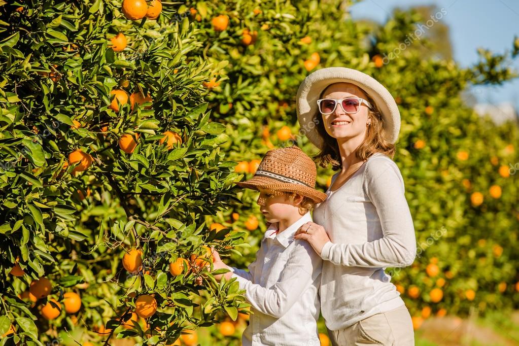 Smiling happy mother and son harvesting oranges mandarins at citrus ...