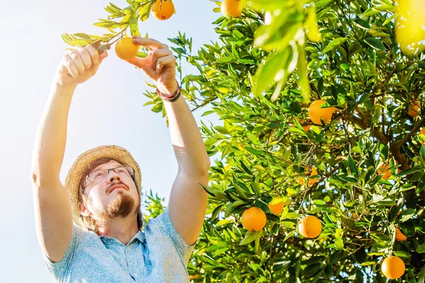Веселый молодой человек собирает апельсины и мандарины на цитрусовых фермах. — стоковое фото