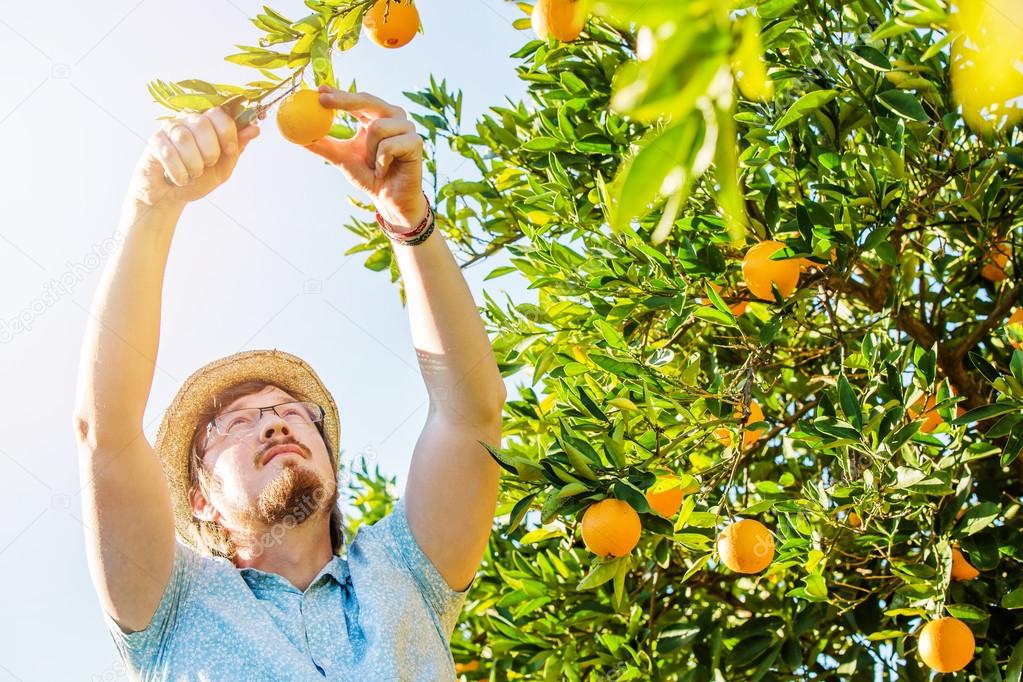 Cheerful young man harvests oranges and mandarins on citrus farm