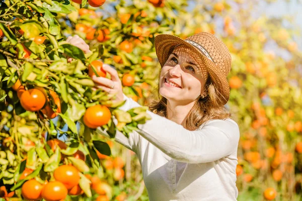 Menina caucasiana colhendo tangerinas e laranjas na fazenda orgânica — Fotografia de Stock