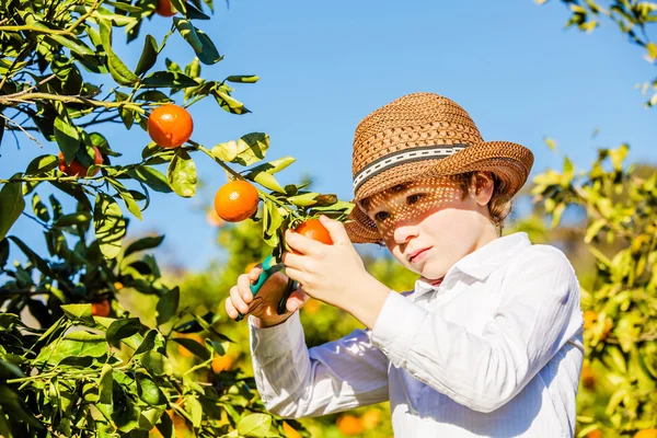 Porträt eines hübschen Jungen, der an einem sonnigen Sommertag auf einer Zitrusfarm Mandarinen pflückt — Stockfoto