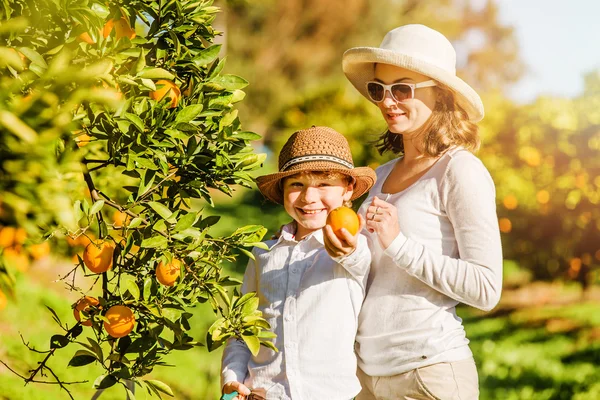 Mutlu anne ve oğlu hasat portakal mandalina narenciye çiftliğinde gülümseyen
