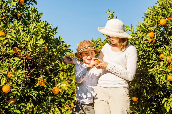 Usmíval se, šťastná matka a syn sběru pomeranče mandarinky na citrusové farmě — Stock fotografie