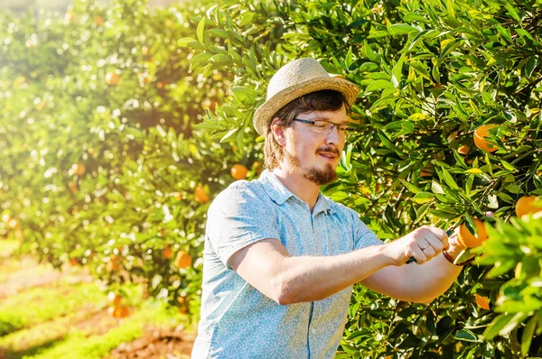 Веселый молодой человек собирает апельсины и мандарины на цитрусовых фермах. — стоковое фото