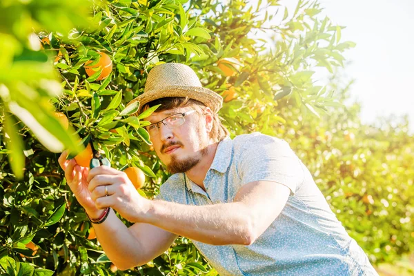 Joven alegre cosecha naranjas y mandarinas en granja de cítricos — Foto de Stock