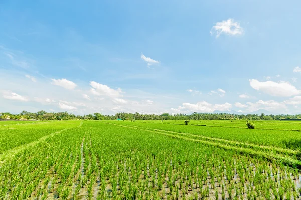 Reisfeld mit blauem Himmel und Wolken lizenzfreie Stockfotos