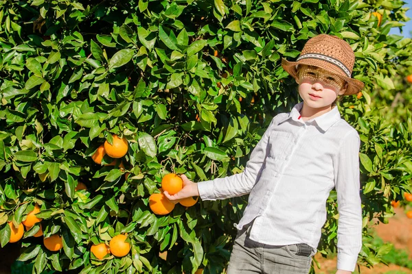 Portret van aantrekkelijke schattige jonge jongen picking mandarijnen op citrusplantage op zonnige zomerdag — Stockfoto