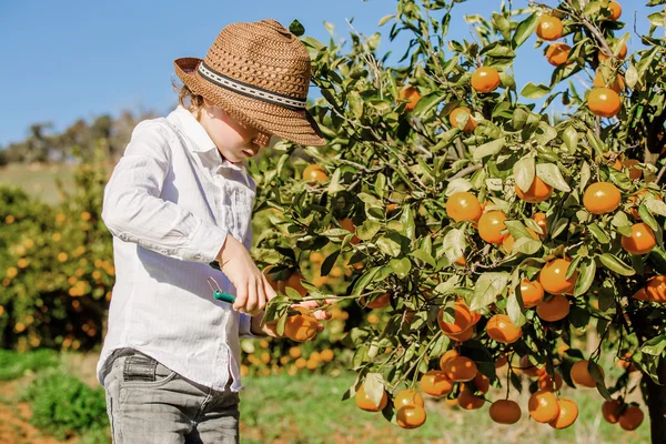 Portret van aantrekkelijke schattige jonge jongen picking mandarijnen op citrusplantage op zonnige zomerdag — Stockfoto