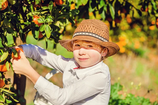 Retrato de atractivo lindo niño recogiendo mandarinas en la granja de cítricos en el soleado día de verano — Foto de Stock