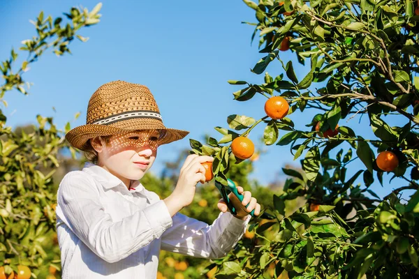 Retrato de atractivo lindo niño recogiendo mandarinas en la granja de cítricos en el soleado día de verano — Foto de Stock