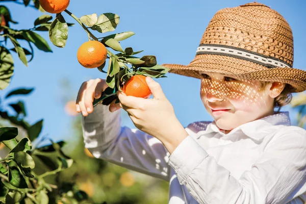 Vonzó aranyos fiatal fiú szedés mandarin-citrus telepen napsütéses nyári napon portréja — Stock Fotó